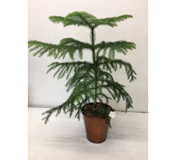 Araucaria