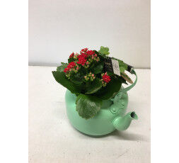 Kalanchoe rouge théière 