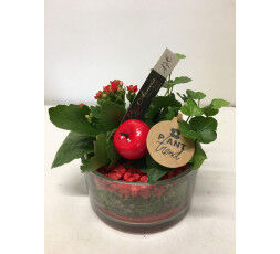 Composition pot verre kalanchoe rouge 