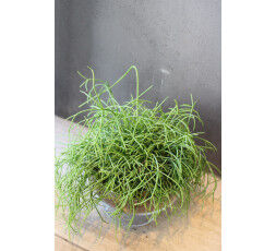 Rhipsalis