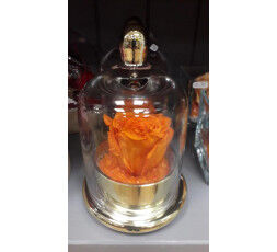 Roses Eternelles Orangées