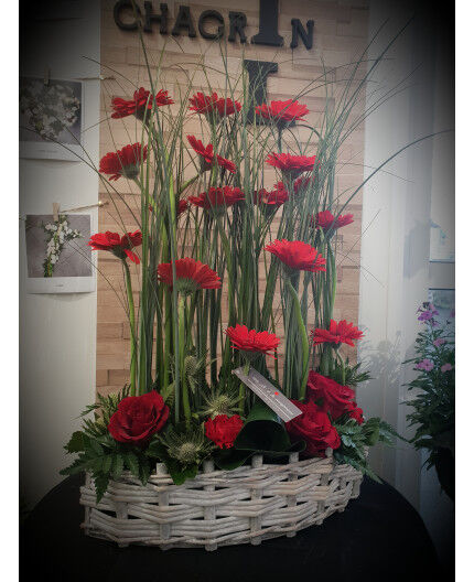 Piqué de germini rouge