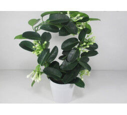 Stéphanotis avec son cache-pot