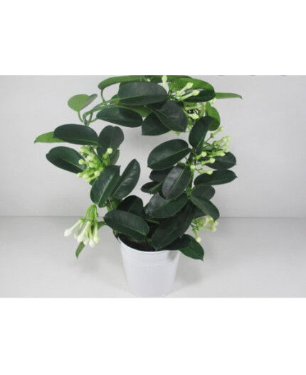 Stéphanotis avec son cache-pot