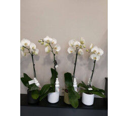 Orchidée blanche
