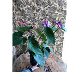 Anthurium