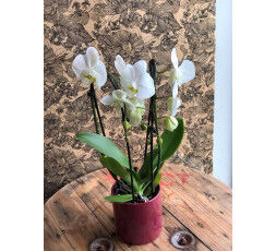 Orchidée Blanche 2 tiges