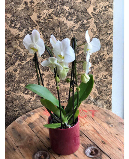 Orchidée Blanche 2 tiges