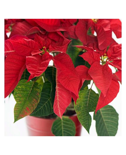 Poinsettia
