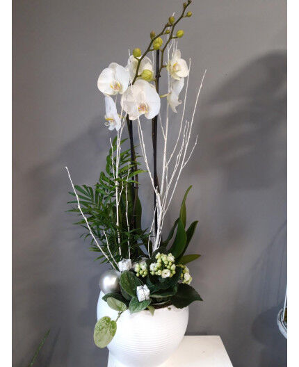 Composition d'Orchidée