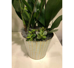 Assemblage de plantes et orchidée