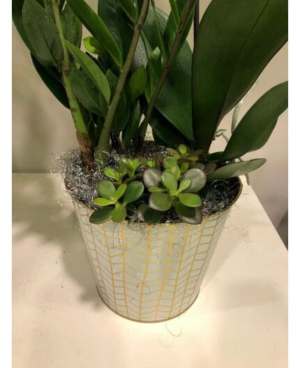 Assemblage de plantes et orchidée