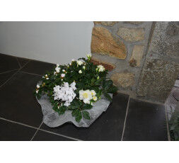 Coupe de plantes ton blanc