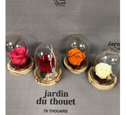 Cloche bois Rose Eternelle Couleur