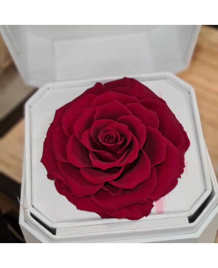 rose éternelle rouge dans un coffret blanc