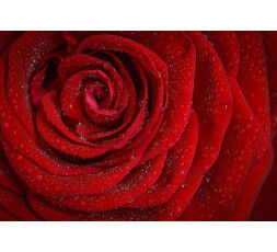 Numéro 15 : Le merveilleux