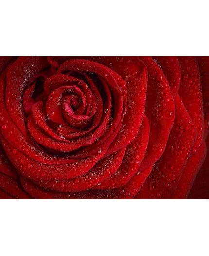 Numéro 5 : L'amoureux