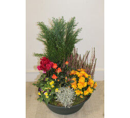 Composition de plante extérieure 