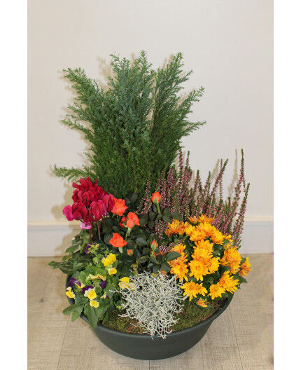 Composition de plante extérieure 