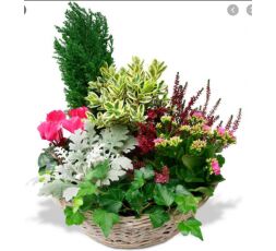 Coupe de plantes