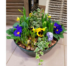 Composition de plantes