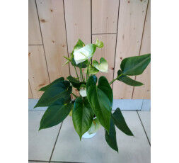 Anthurium blanc