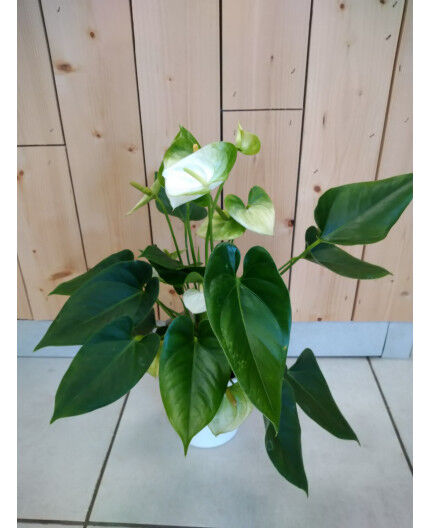Anthurium blanc