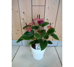 Anthurium rose