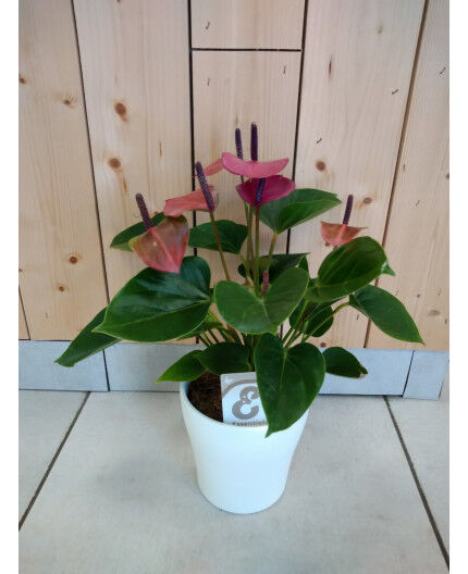 Anthurium rose