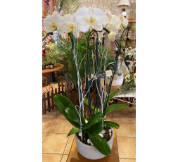 COUPE DE 4 TIGES D'ORCHIDEES
