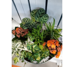  Jardin de Plantes N°1