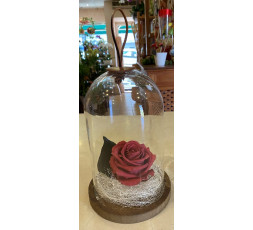 ROSE ETERNELLE A SUSPENDRE