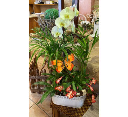 COMPOSITION DE PLANTES ORCHIDEE BLANCHE
