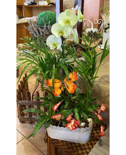 COMPOSITION DE PLANTES ORCHIDEE BLANCHE