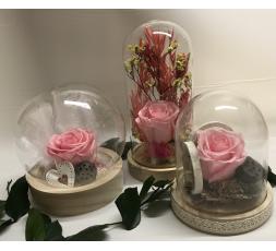 Compositions en Fleurs séchées et fleurs  stabilisées sous cloches. 