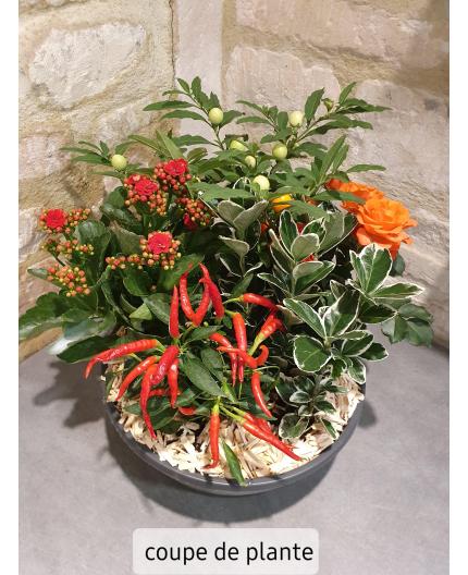 Coupe de plantes extérieur