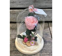 Rose stabilisée sous cloche