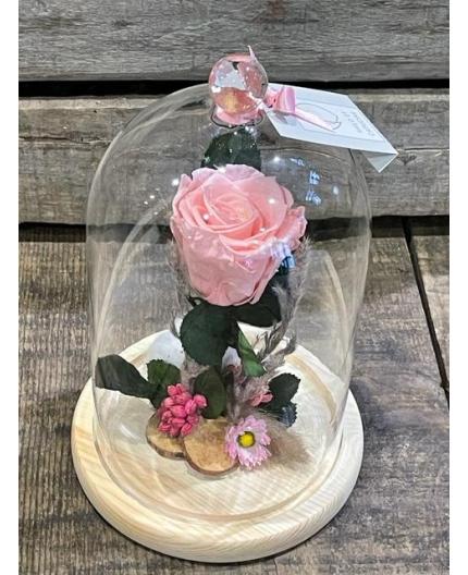 Rose stabilisée sous cloche