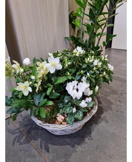 Panier plantes extérieures