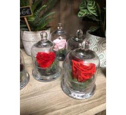 Roses éternelles cloche