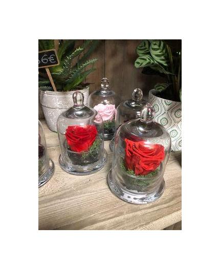 Roses éternelles cloche