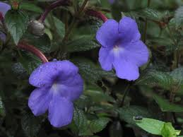 achimenes
