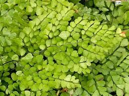adiantum