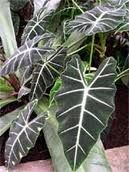 alocasia