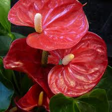 anthurium