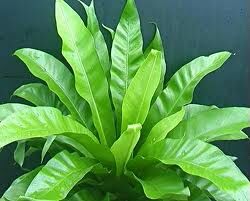 asplenium