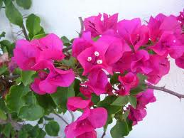 bougainvillee