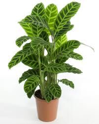 calathea