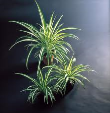 chlorophytum-comosum