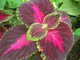 coleus